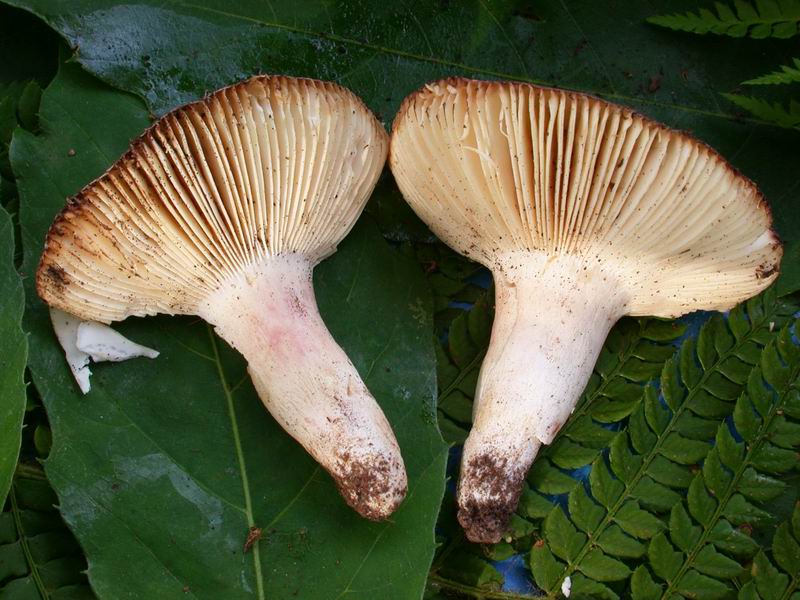 Russula da determinare